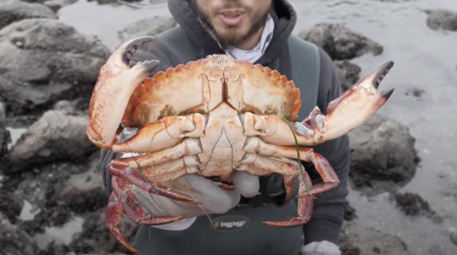 Rock crab