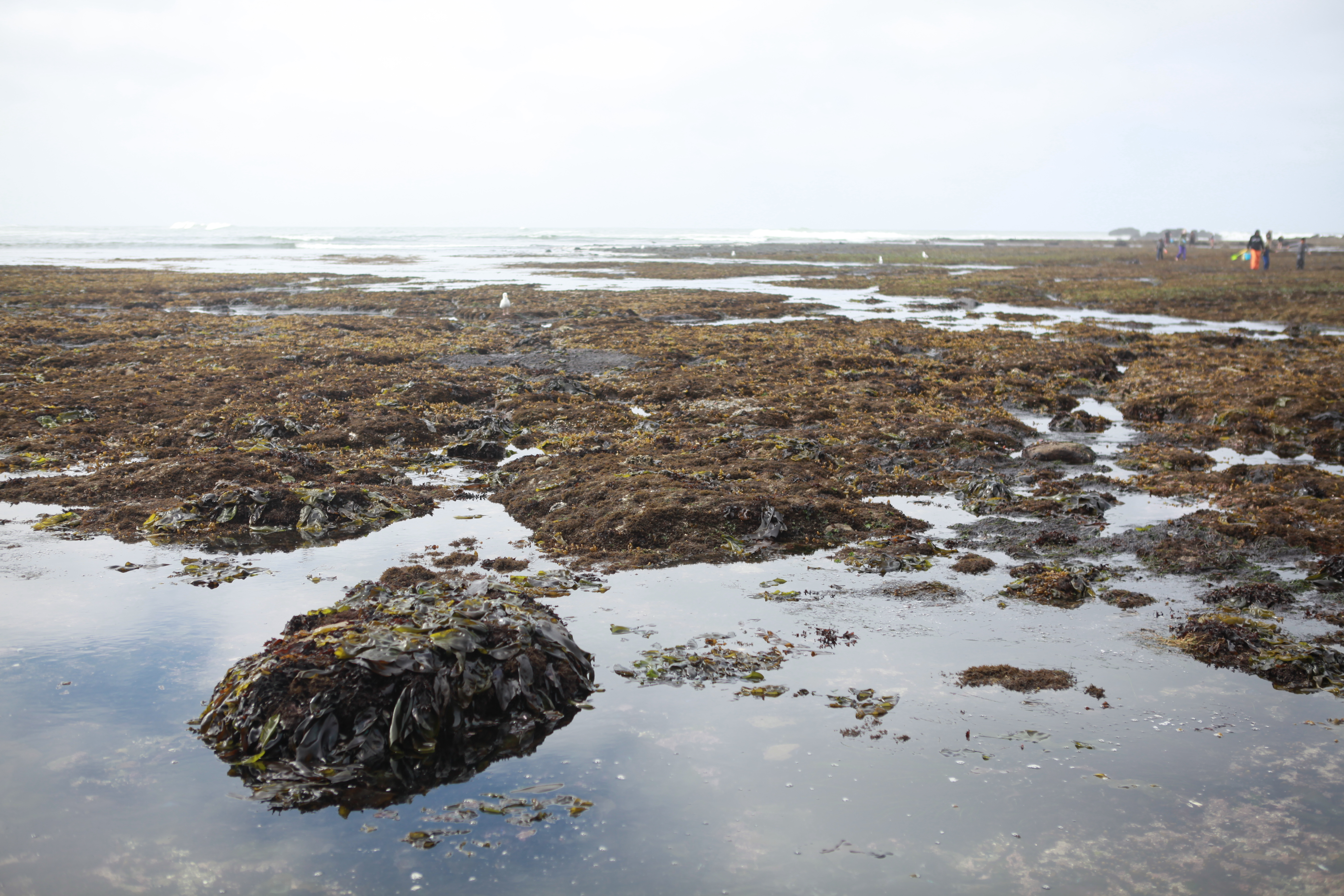 Coastal foraging in Northern California