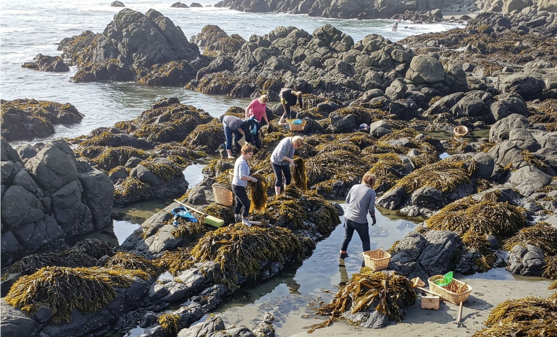 Kelp tidal foraging
