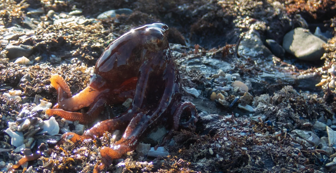 Pacific Red Octopus