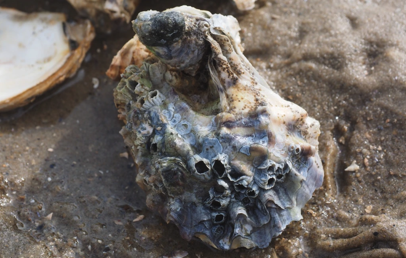 Pacific Oyster