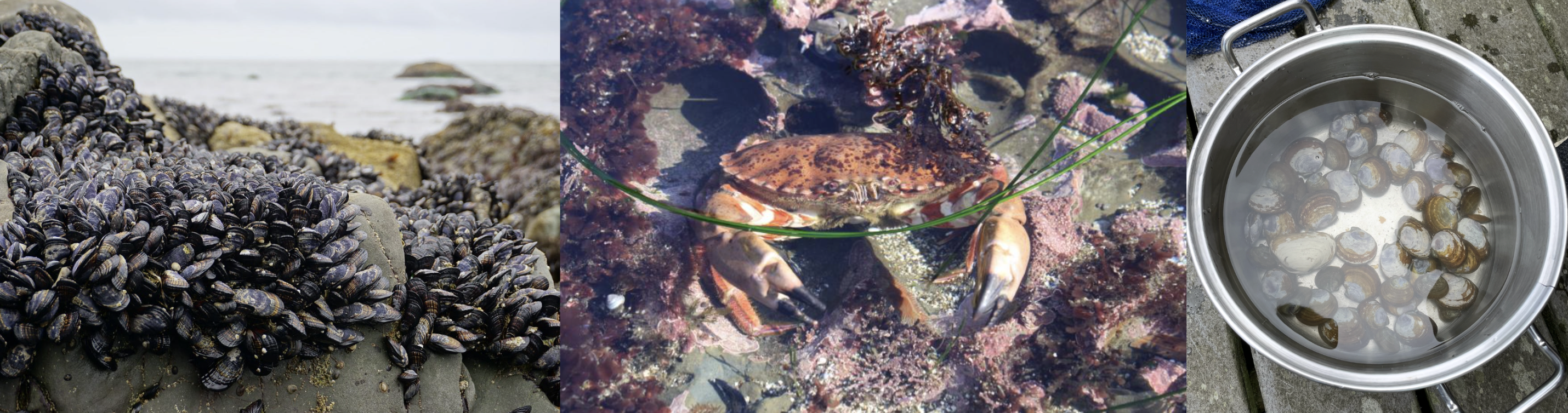 Various shellfish species