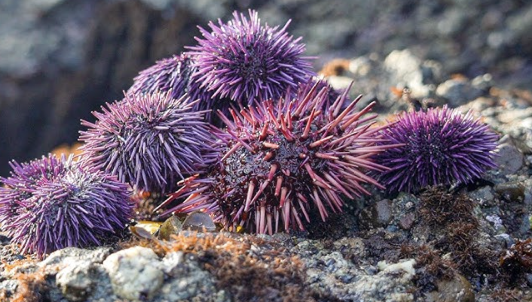 Purple Sea urchin