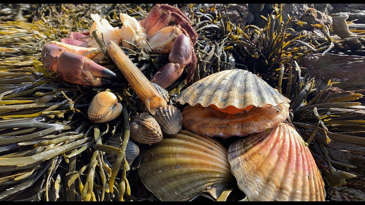 foraging haul on the beach