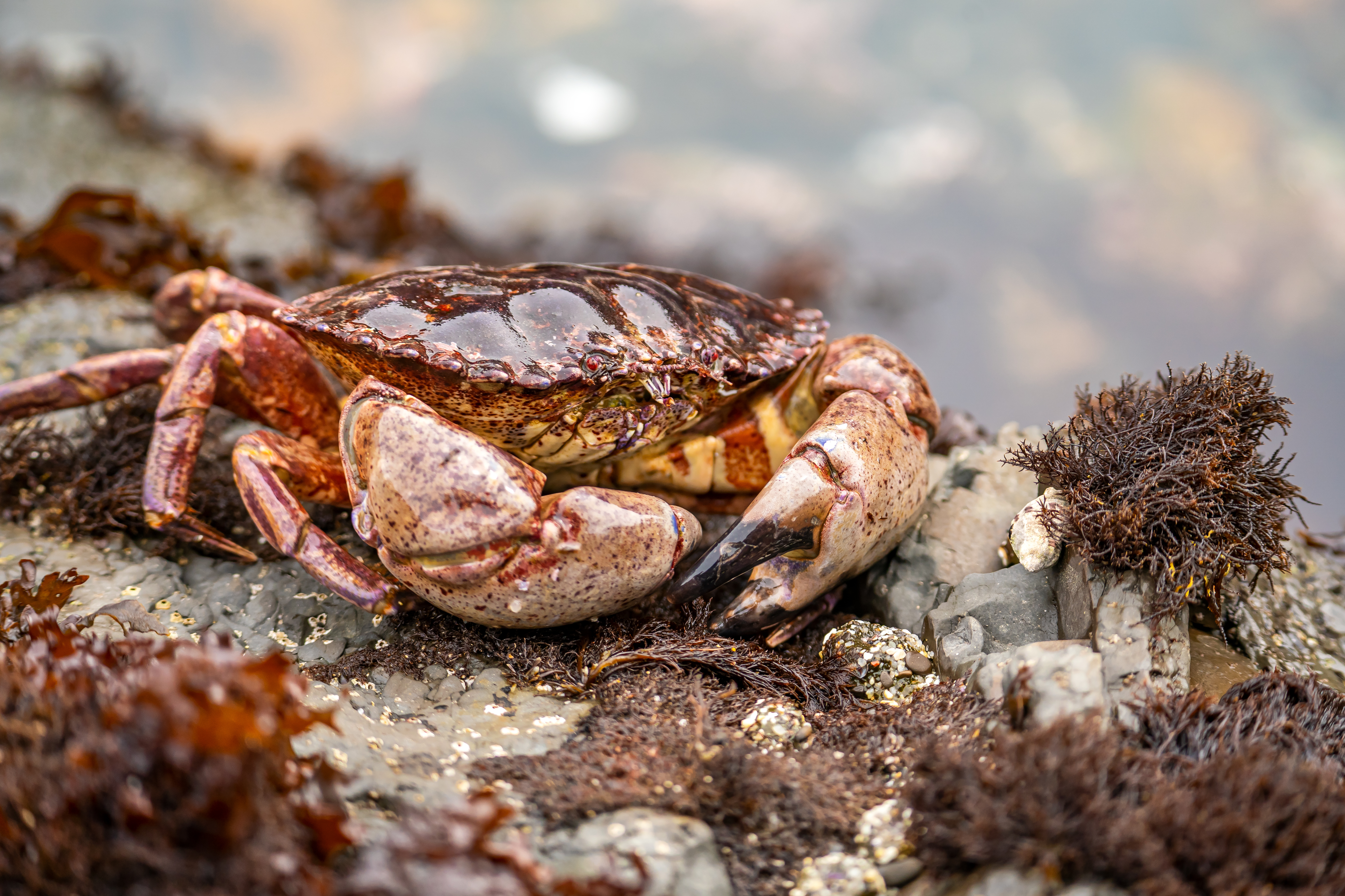 Rock crab near a tide pool.